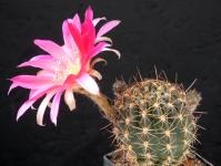 Thumbnail of 1995_Lobivia spec._20160531_02(1).JPG